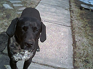 mypuppy.jpg